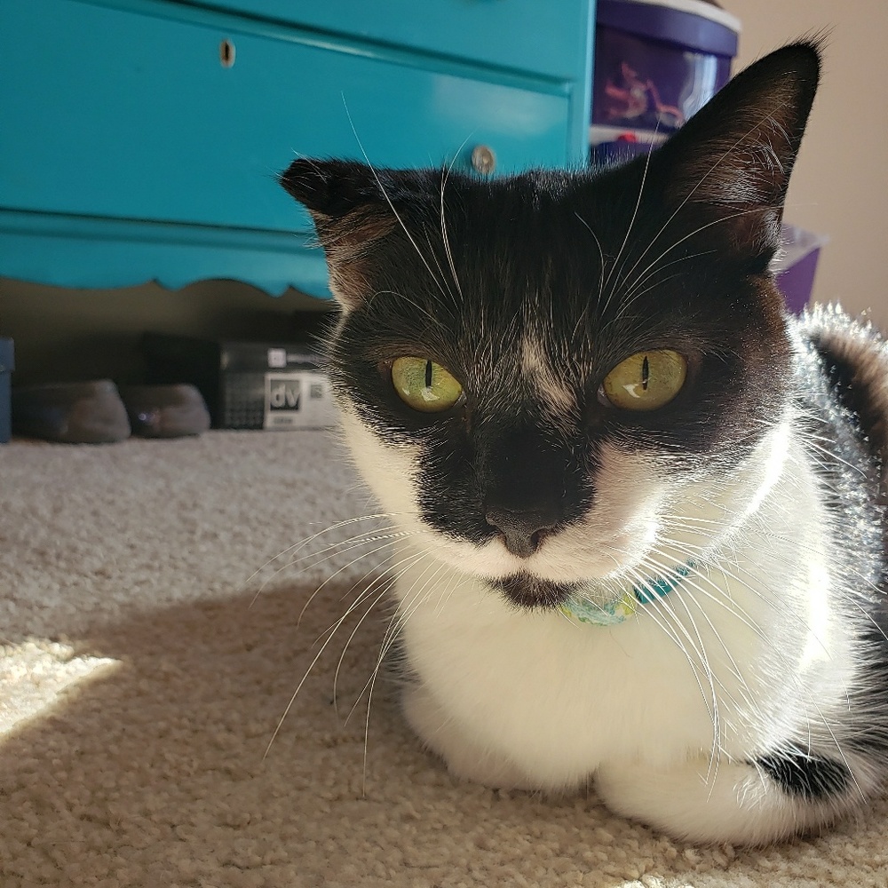 Meet your Posher, Allie